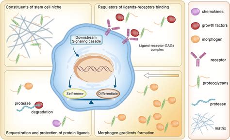 Frontiers Proteoglycans And Glycosaminoglycans In Stem Cell