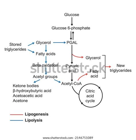 7 Beta Oxidation Fatty Acids Images, Stock Photos & Vectors | Shutterstock