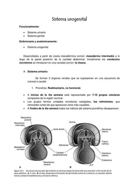 Sistema Urogenital Udocz