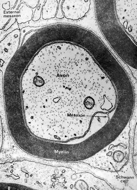 Tem Of Myelin Sheath Stock Image Science Source Images