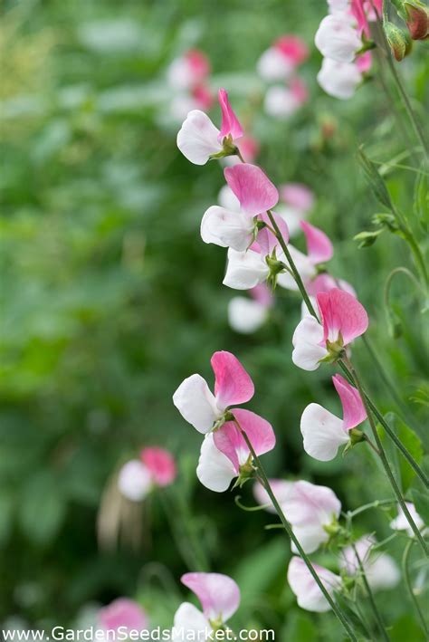 Welriekende Lathyrus Pink Cupid Zaden Lathyrus Odoratus