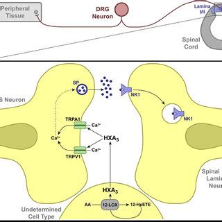 HXA 3 Evoked Tactile Allodynia Is Mediated By Spinal TRPV1 And TRPA1