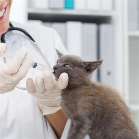 Advanced Veterinary Imaging & X-Rays Near You | St. Matthews Animal Clinic