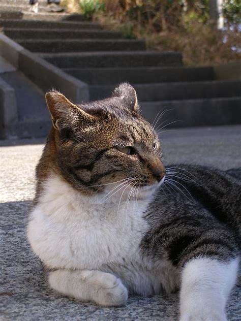 気配を感じて 町猫 旅猫 猫は何処にでもいるよ