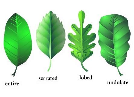 leaf morphology   leaf morphology leaf arrangement