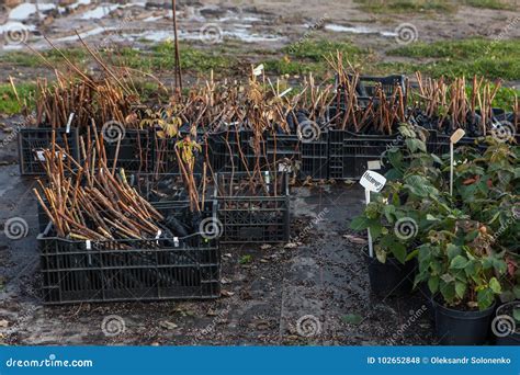 outdoor berry plant nursery stock photo image  food cultivate