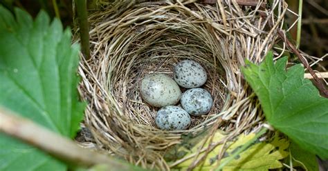 life cycle   cuckoo happy beaks blog