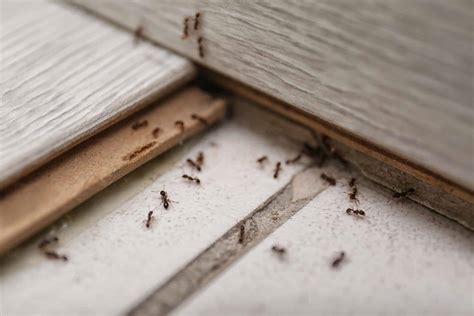 5 Steps to Help Keep Ants Out of Your House - Bugmobiles