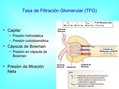 Parte 4 Filtracion Glomerular Control Fisiologico Regulacion Upao Dr