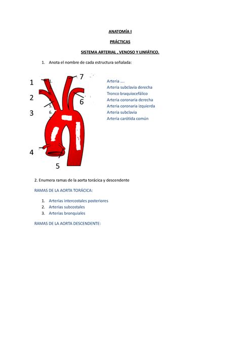 2 practicas arterias ANATOMÍA I PRÁCTICAS SISTEMA ARTERIAL VENOSO