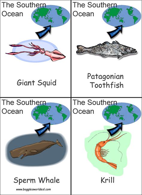 Continent And Ocean Flashcards