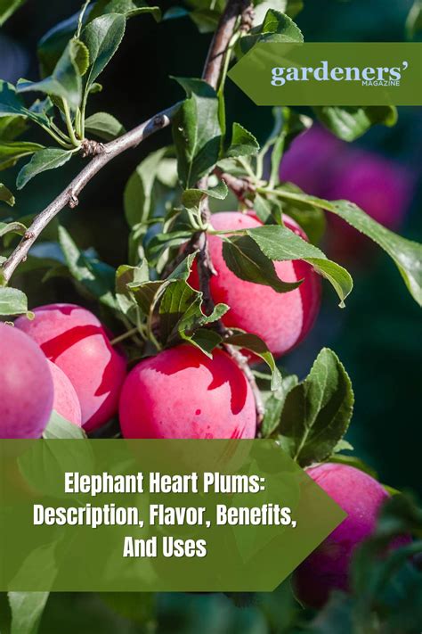 Elephant Heart Plums Description Flavor Benefits And Uses