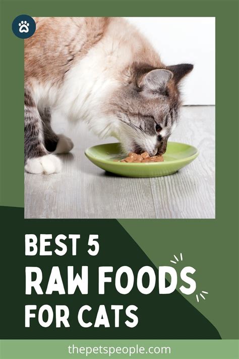 Raw Cat Food Artofit