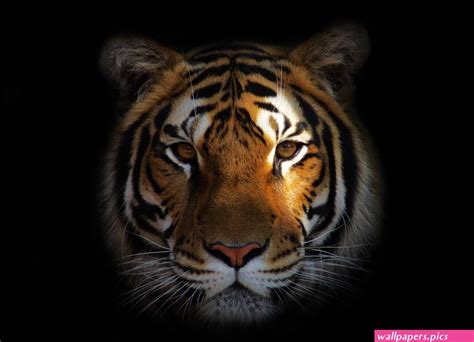 100 White Tiger Wallpapers | Wallpapers.Pics