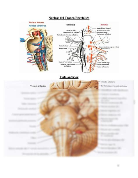 Solution Anatom A Tronco Encef Lico Studypool