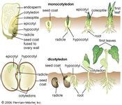 Cotyledon | plant anatomy | Britannica.com