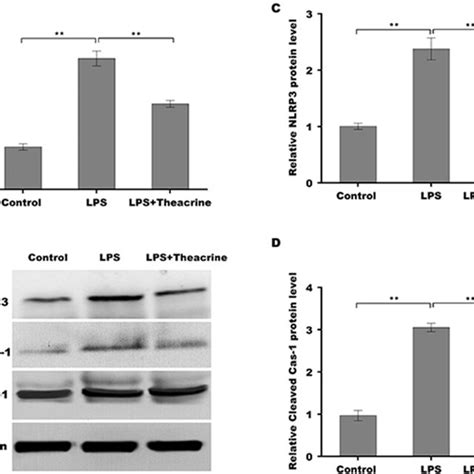 Theacrine Repressed LPS Induced Activation Of NLRP3 Inflammasome In