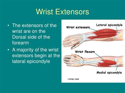 PPT Anatomy Of The Hand And Wrist PowerPoint Presentation ID 1170323