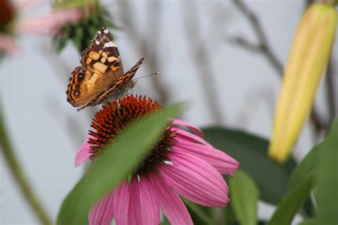 Category Monarch Southern Indiana Butterflies And Wildlife