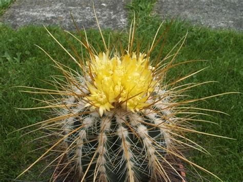 Parodia aureicentra - Cactofili | Cactaceae nel 2023 | Piante grasse ...