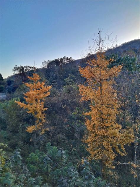 飞云秋色 手机摄影 颇可 湖北黄石飞云山 世间手记 我要上开屏 旅行之美 蒸汽态度 红山传人 Spc手机摄影大赛2021 Spc大赛自然组 Spc大赛组图组 你眼中的中国 Spc手机摄影大赛