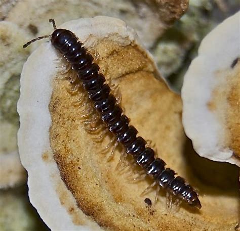 Centipede Oxidus Gracilis Bugguide Net