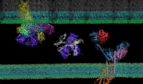 Deep Learning Drives Insights Into Protein Protein Interactions