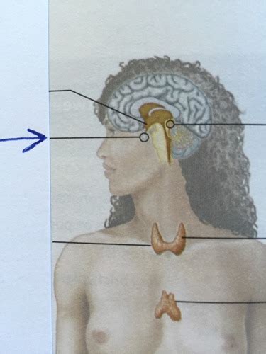 Endocrine System Flashcards Quizlet