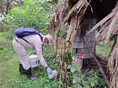 Se Registra Primer Caso De Hantavirus En Veraguas Ministerio De Salud