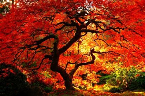 Japanese maple varieties – spectacular trees for your garden