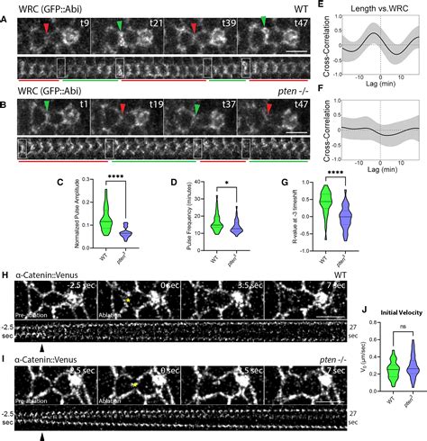 Pten Pi K And Ptdins P Dynamics Control Pulsatile Actin