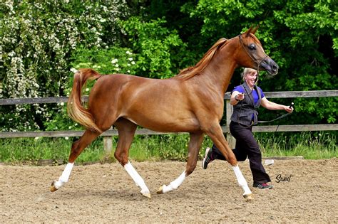 The 2021 HoCoN Arabian Horse Show - The Arabian Magazine