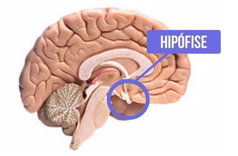 Onde Esta Localizada A Hipofise - Qual A Importância Da Hipófise No Corpo Humano? – JFFA