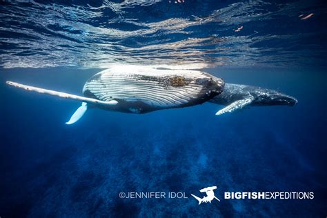 Humpback Whale Snorkeling Big Fish Expeditions