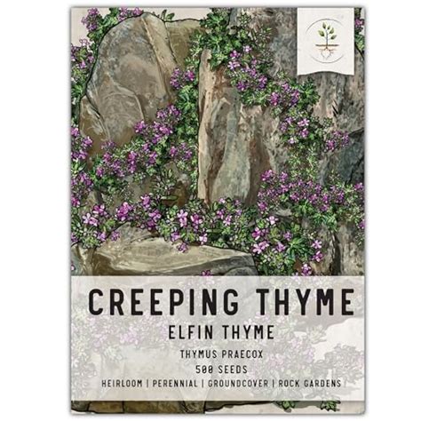 I Tested The Magic Of Creeping Thyme Elfin Seeds In My Garden Here S