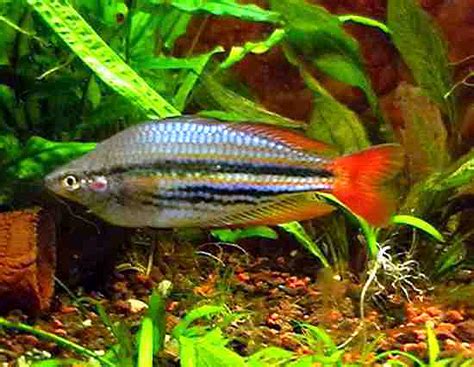 Australiannew Guinea Rainbowfish Live Webcam Sponsored By