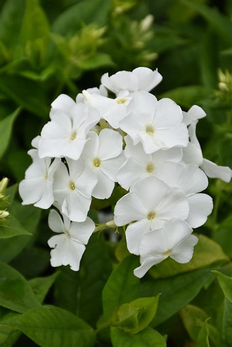 Flame White Garden Phlox Phlox Paniculata Flame White In Edmonton