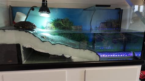 Aquarium Pour Tortue Partie L Aquaterrarium Youtube