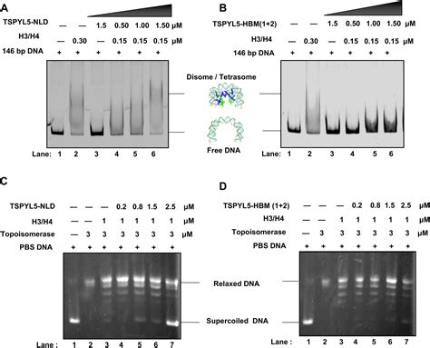 Human Testisspecific Y Encoded Protein Like Protein 5 Is A Histone H3