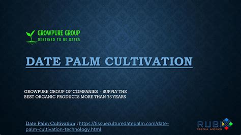 Date Palm Cultivation by Grow Pure Group - Issuu