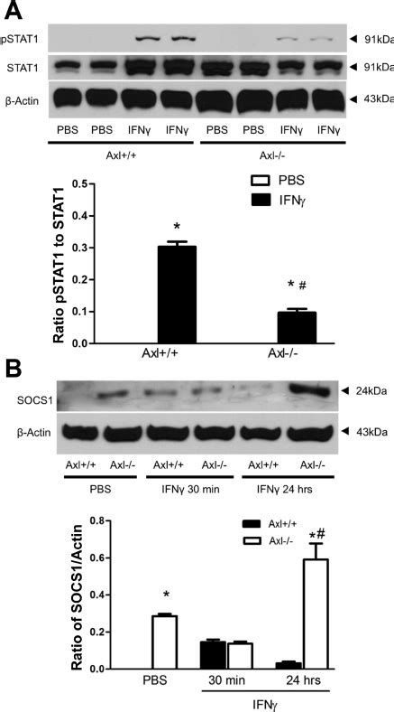 Role Of Axl In Suppressor Of Cytokine Signaling Socs Dependent