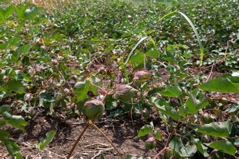 Cotton Field Nea Pella Greece Stock Image - Image of details, greece: 261141573