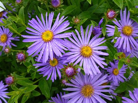 16 Purple Perennials For Never Ending Beauty - Gardening