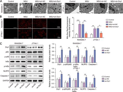 Drp Activates Nf B Pathway And Nlrp Inflammasome By Modulating