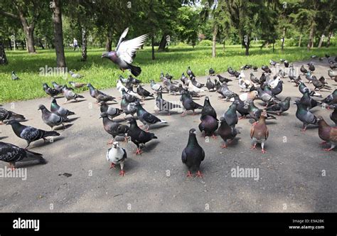 flock of pigeons Stock Photo - Alamy