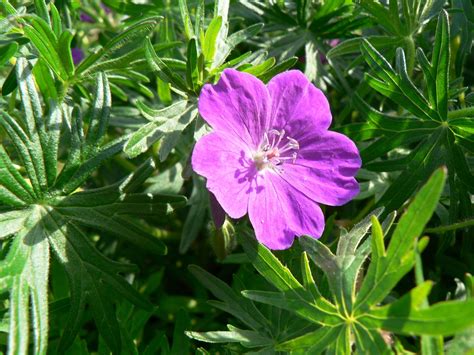 Geranium sanguineum4 | Geraniums, Geranium sanguineum, Plants