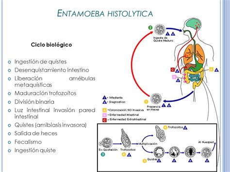 Ciclo De Vida De Entamoeba Histolytica