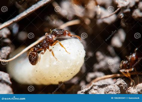 White Larvae, Larvae Beetle Stock Photography | CartoonDealer.com #79258454