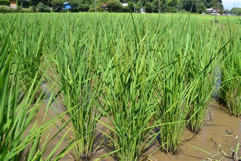 ザリガニを利用した田んぼの草取り？・無農薬の米作り5年目・今年は、田んぼの除草はたった1回だけ・その原因をは？小杉田んぼ・尾高田んぼの水路の水