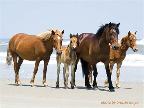 The Corolla Wild Horses: 12 Things You May Not Know | The Northern ...